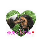 ミニチュアダックス 寧寧と愉快な仲間達1（個別スタンプ：18）