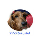 ミニチュアダックス 寧寧と愉快な仲間達1（個別スタンプ：22）