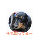 ミニチュアダックス 寧寧と愉快な仲間達1（個別スタンプ：24）