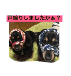 ミニチュアダックス 寧寧と愉快な仲間達1（個別スタンプ：25）