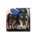 ミニチュアダックス 寧寧と愉快な仲間達1（個別スタンプ：26）