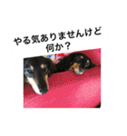 ミニチュアダックス 寧寧と愉快な仲間達1（個別スタンプ：30）