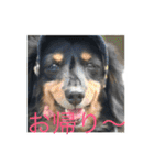 ミニチュアダックス 寧寧と愉快な仲間達1（個別スタンプ：33）