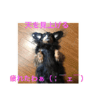 ミニチュアダックス 寧寧と愉快な仲間達1（個別スタンプ：35）