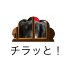 ミニチュアダックス 寧寧と愉快な仲間達1（個別スタンプ：37）