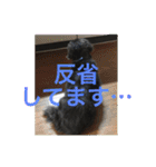 ミニチュアダックス 寧寧と愉快な仲間達1（個別スタンプ：38）