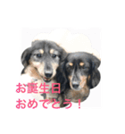 ミニチュアダックス 寧寧と愉快な仲間達1（個別スタンプ：39）