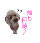 ころちゃんスタンプ（個別スタンプ：3）