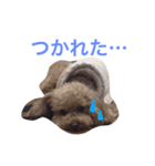 ころちゃんスタンプ（個別スタンプ：4）