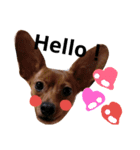 ミニピンあもるの日常♡（個別スタンプ：16）