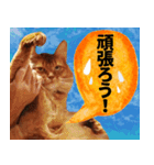 ハル店長（個別スタンプ：3）