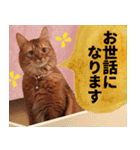 ハル店長（個別スタンプ：5）