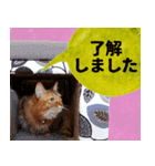 ハル店長（個別スタンプ：7）