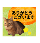 ハル店長（個別スタンプ：8）