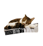 Din Din Fever（個別スタンプ：3）