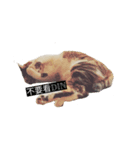 Din Din Fever（個別スタンプ：6）