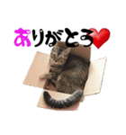 ソフィたんとまめたん（個別スタンプ：5）