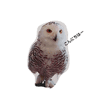 Greeting of an owl.（個別スタンプ：2）