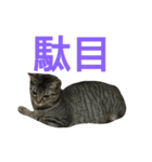 わかなず参（個別スタンプ：5）