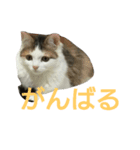 わかなず参（個別スタンプ：6）