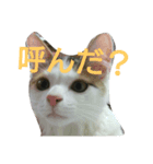 わかなず弍（個別スタンプ：1）