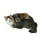 わかなず弍（個別スタンプ：3）