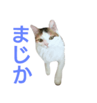 わかなず弍（個別スタンプ：6）