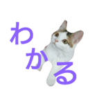 わかなず弍（個別スタンプ：8）