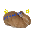 ゆっきーの毎日スタンプ（個別スタンプ：22）