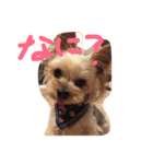 Yanagawa Dogs（個別スタンプ：1）