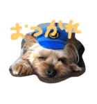 Yanagawa Dogs（個別スタンプ：2）