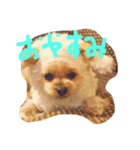 Yanagawa Dogs（個別スタンプ：3）