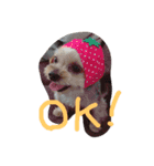 Yanagawa Dogs（個別スタンプ：4）