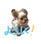 Yanagawa Dogs（個別スタンプ：5）