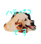Yanagawa Dogs（個別スタンプ：6）