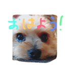 Yanagawa Dogs（個別スタンプ：8）