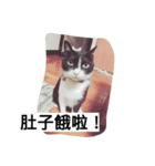 Pobi（個別スタンプ：2）