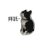 Pobi（個別スタンプ：4）