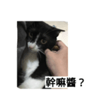 Pobi（個別スタンプ：6）
