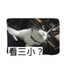 Pobi（個別スタンプ：7）