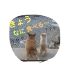 2.賑やかイロイロワンコ（個別スタンプ：1）