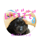 2.賑やかイロイロワンコ（個別スタンプ：3）