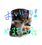 2.賑やかイロイロワンコ（個別スタンプ：11）
