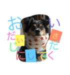 2.賑やかイロイロワンコ（個別スタンプ：12）