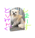 2.賑やかイロイロワンコ（個別スタンプ：13）