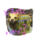 2.賑やかイロイロワンコ（個別スタンプ：20）