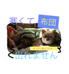 2.賑やかイロイロワンコ（個別スタンプ：25）