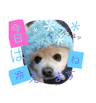 2.賑やかイロイロワンコ（個別スタンプ：27）