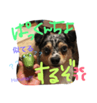 2.賑やかイロイロワンコ（個別スタンプ：28）