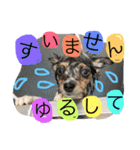 2.賑やかイロイロワンコ（個別スタンプ：29）